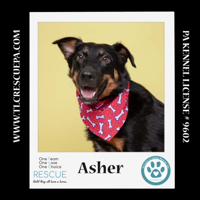 Asher 081724