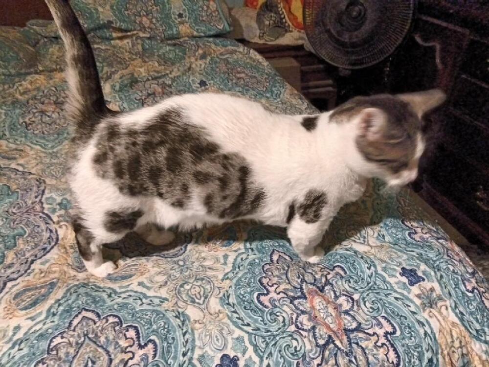 Dicey, an adoptable Munchkin, Bengal in Ocala, FL, 34475 | Photo Image 2