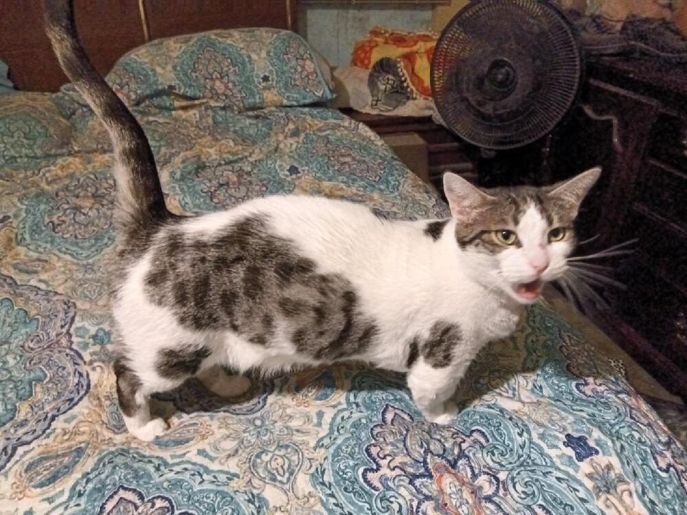 Dicey, an adoptable Munchkin, Bengal in Ocala, FL, 34475 | Photo Image 3