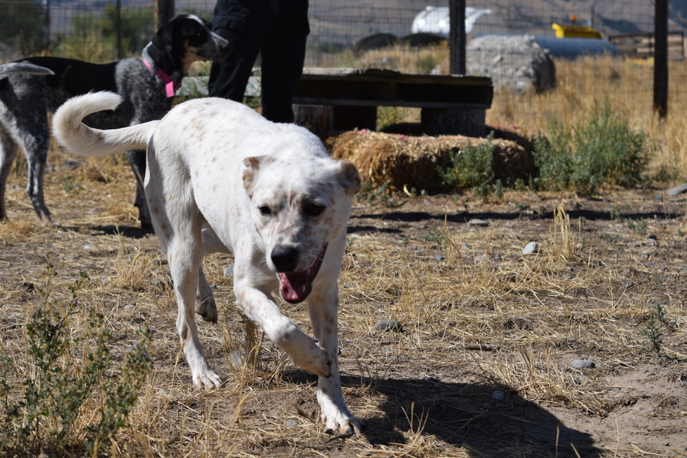 Salem, an adoptable Australian Cattle Dog / Blue Heeler in Salmon, ID, 83467 | Photo Image 1