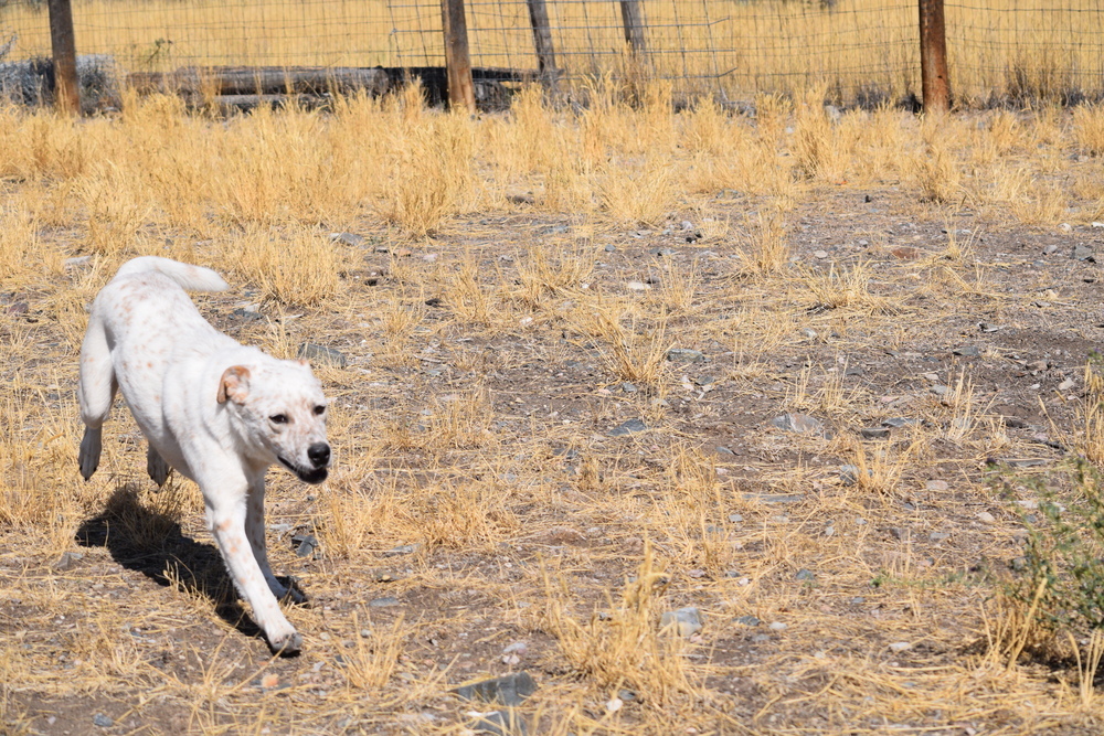 Salem, an adoptable Australian Cattle Dog / Blue Heeler in Salmon, ID, 83467 | Photo Image 2