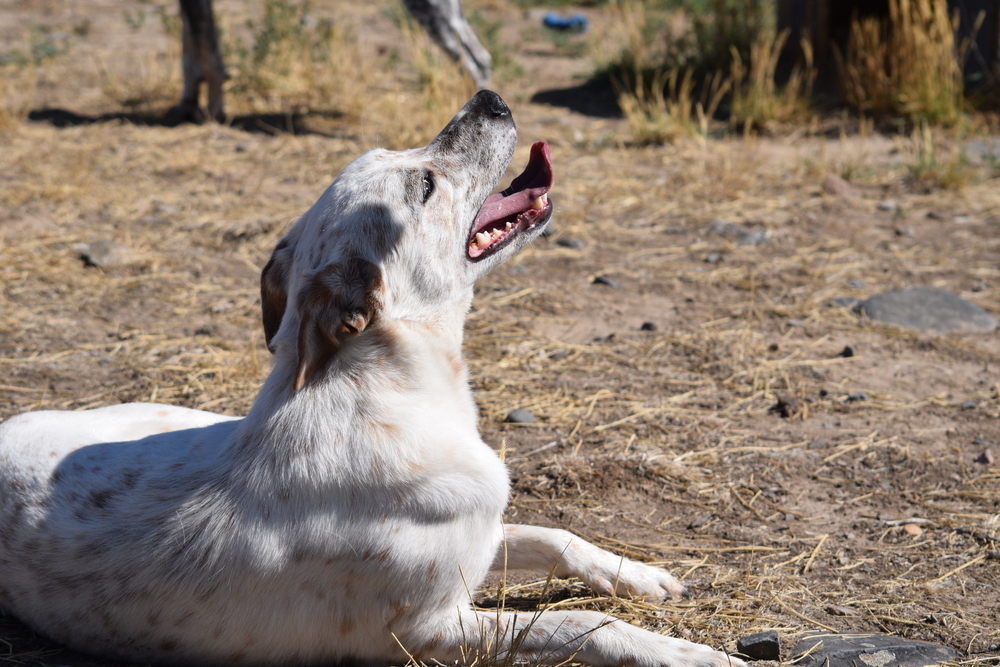 Salem, an adoptable Australian Cattle Dog / Blue Heeler in Salmon, ID, 83467 | Photo Image 4