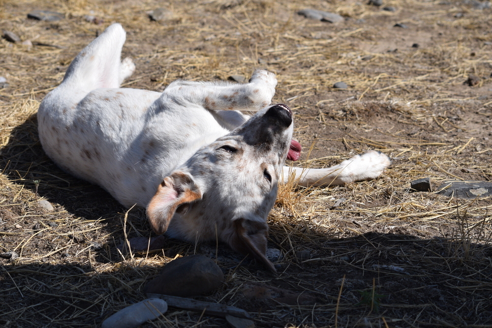 Salem, an adoptable Australian Cattle Dog / Blue Heeler in Salmon, ID, 83467 | Photo Image 6