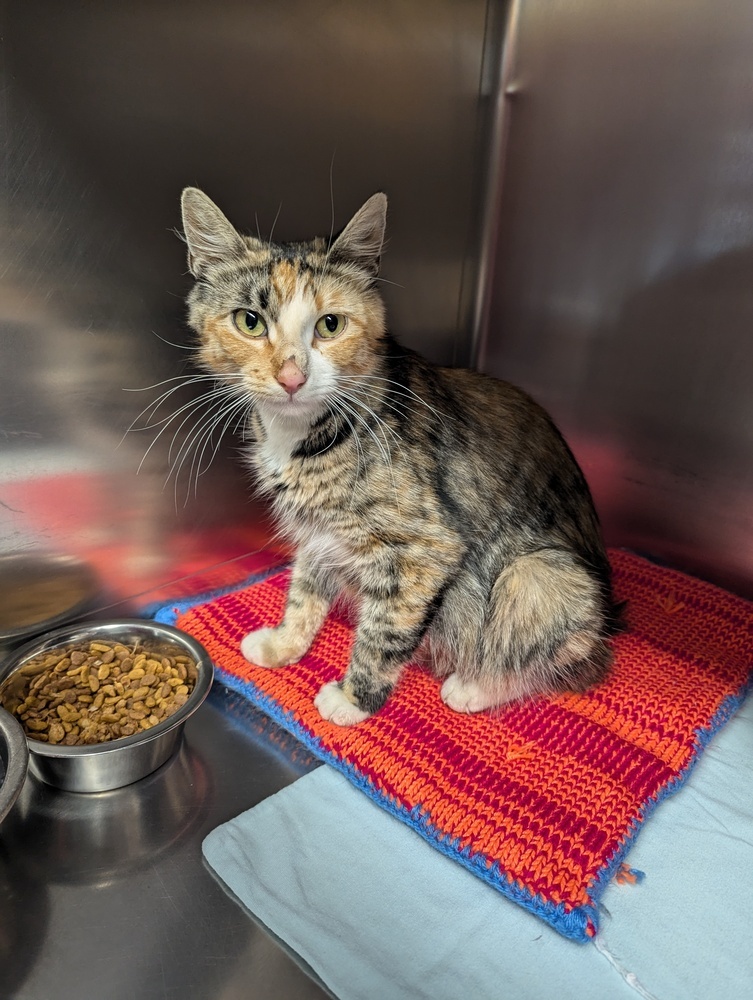 Meadow, an adoptable Manx, Domestic Short Hair in Salmon, ID, 83467 | Photo Image 1