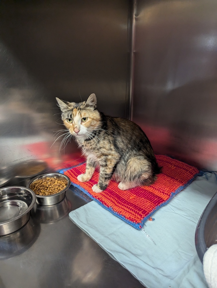 Meadow, an adoptable Manx, Domestic Short Hair in Salmon, ID, 83467 | Photo Image 2