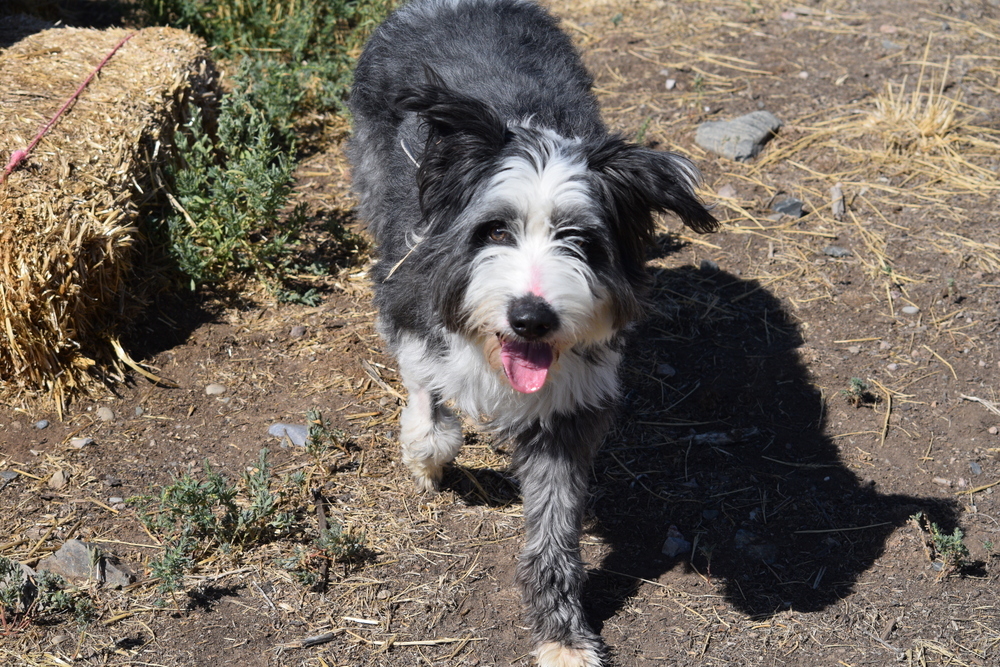 Templeton, an adoptable Border Collie in Salmon, ID, 83467 | Photo Image 1