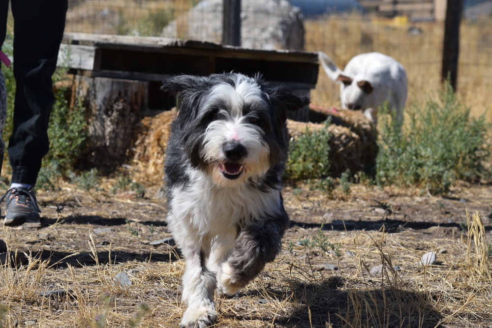 Templeton, an adoptable Border Collie in Salmon, ID, 83467 | Photo Image 2