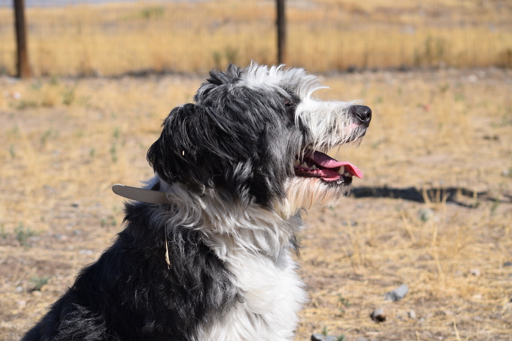 Templeton, an adoptable Border Collie in Salmon, ID, 83467 | Photo Image 3