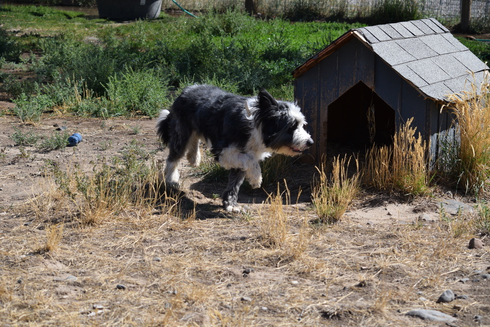 Templeton, an adoptable Border Collie in Salmon, ID, 83467 | Photo Image 4