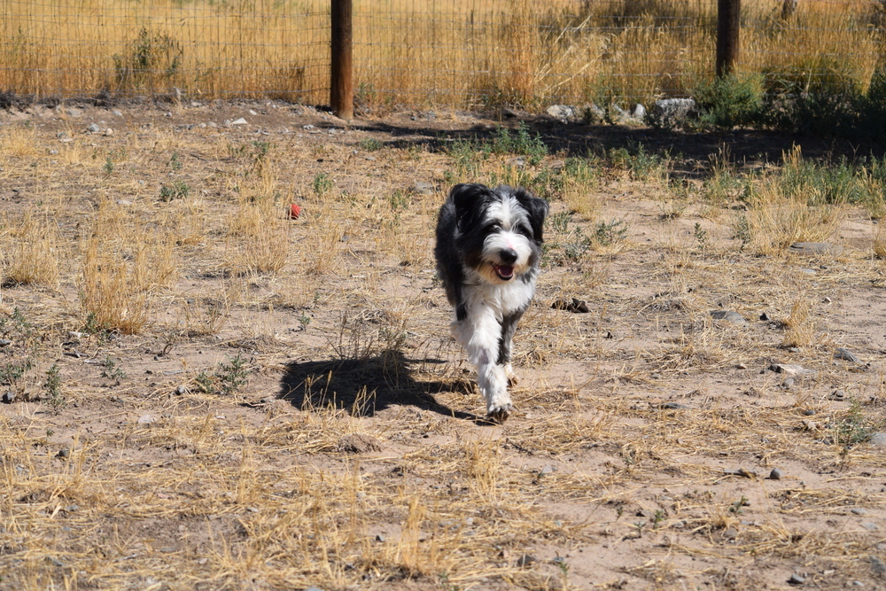 Templeton, an adoptable Border Collie in Salmon, ID, 83467 | Photo Image 5