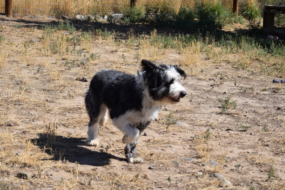 Templeton, an adoptable Border Collie in Salmon, ID, 83467 | Photo Image 6