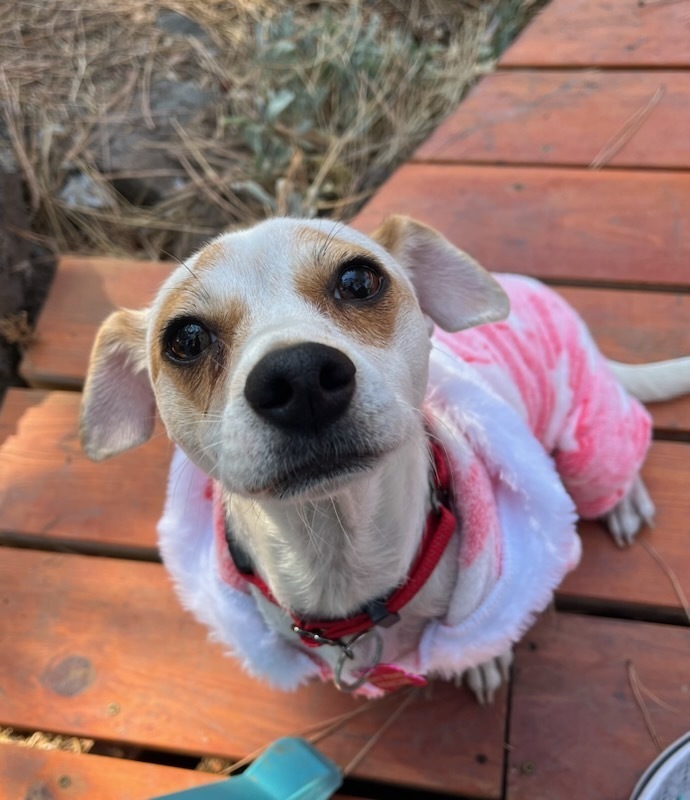 Mochi, an adoptable Chihuahua, Dachshund in Bend, OR, 97701 | Photo Image 1