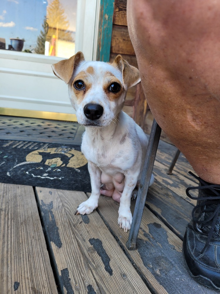 Mochi, an adoptable Chihuahua, Dachshund in Bend, OR, 97701 | Photo Image 2