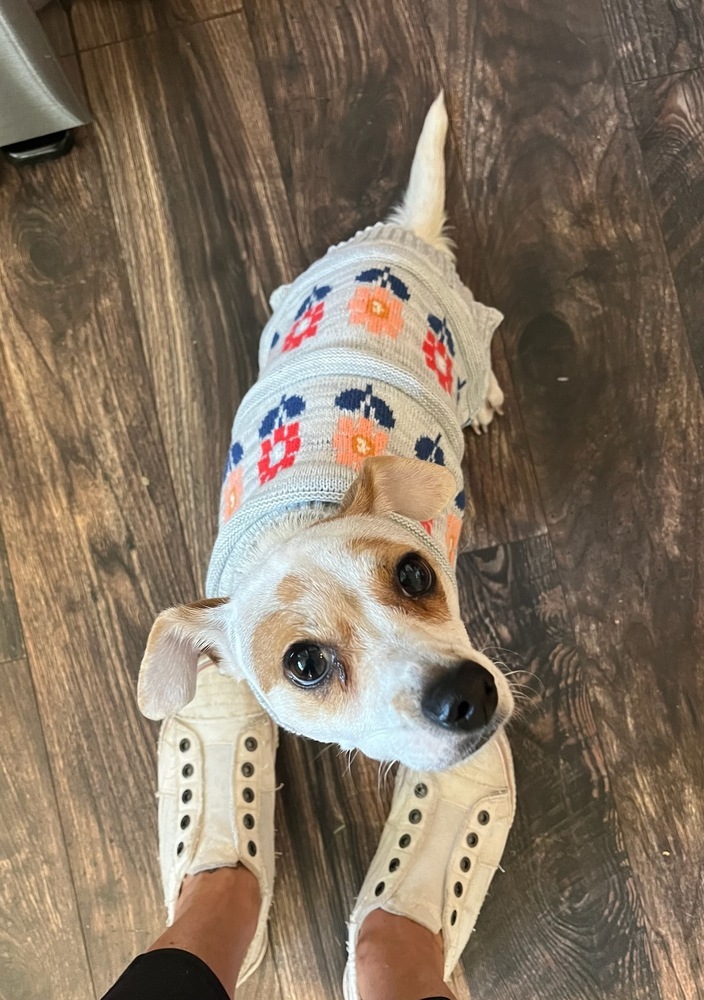 Mochi, an adoptable Chihuahua, Dachshund in Bend, OR, 97701 | Photo Image 3