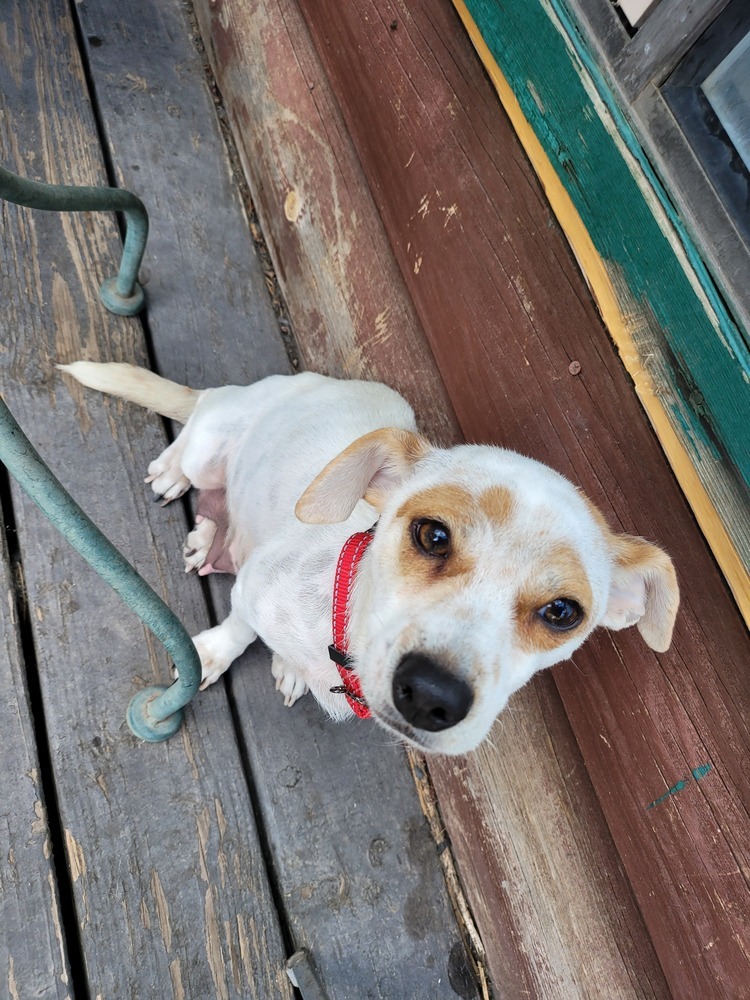 Mochi, an adoptable Chihuahua, Dachshund in Bend, OR, 97701 | Photo Image 4