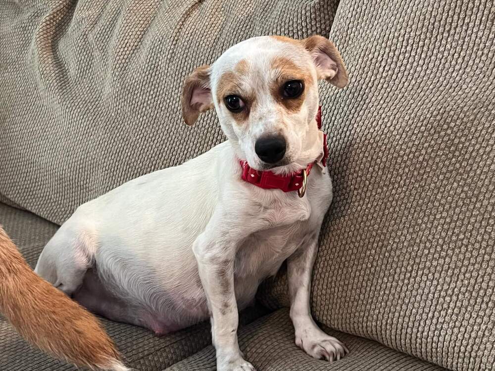 Mochi, an adoptable Chihuahua, Dachshund in Bend, OR, 97701 | Photo Image 5