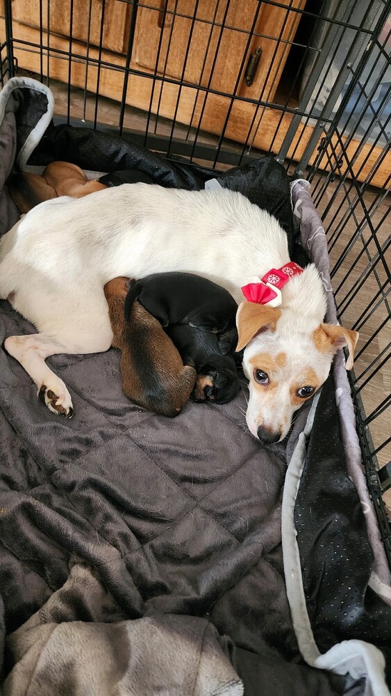 Mochi, an adoptable Chihuahua, Dachshund in Bend, OR, 97701 | Photo Image 6