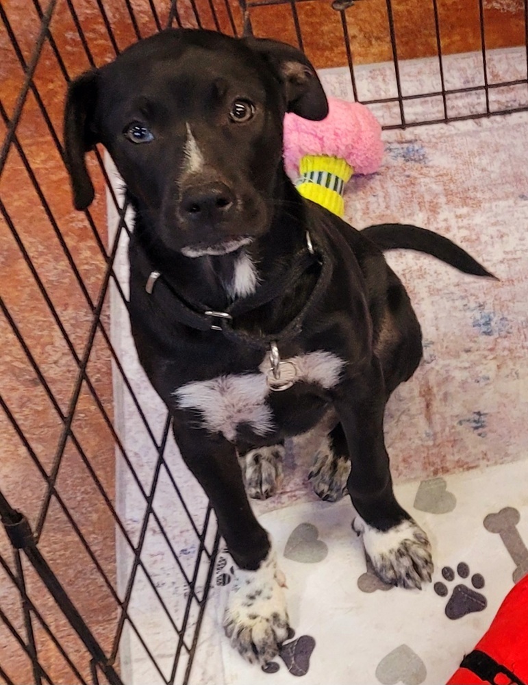 Turbo, an adoptable Labrador Retriever, Border Collie in Bend, OR, 97701 | Photo Image 1