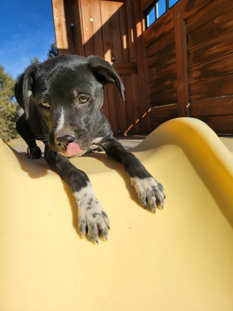 Turbo, an adoptable Labrador Retriever, Border Collie in Bend, OR, 97701 | Photo Image 2