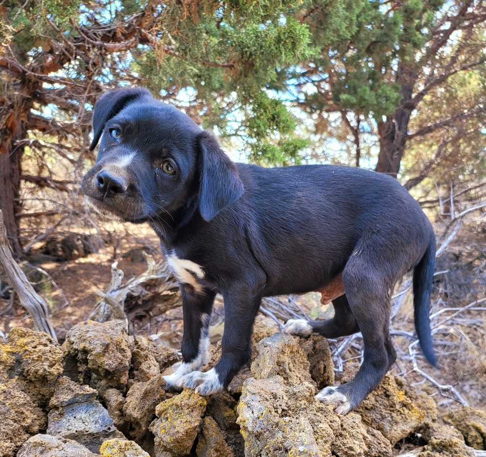 Turbo, an adoptable Labrador Retriever, Border Collie in Bend, OR, 97701 | Photo Image 3