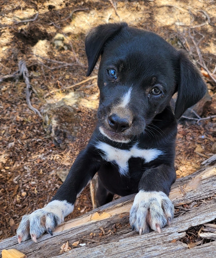 Turbo, an adoptable Labrador Retriever, Border Collie in Bend, OR, 97701 | Photo Image 4