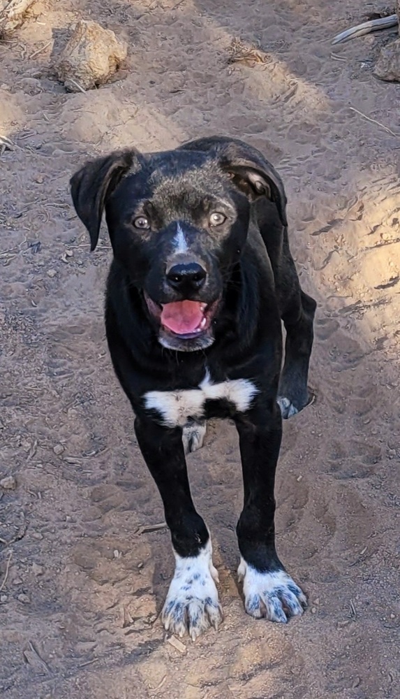 Turbo, an adoptable Labrador Retriever, Border Collie in Bend, OR, 97701 | Photo Image 5