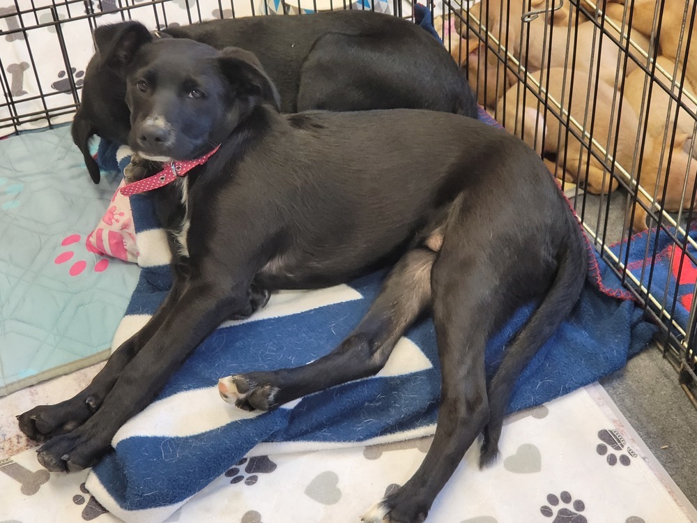 Boost, an adoptable Terrier, Labrador Retriever in Bend, OR, 97701 | Photo Image 1