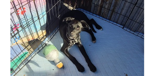 Turbo, an adoptable Border Collie, Labrador Retriever in Bend, OR, 97701 | Photo Image 1