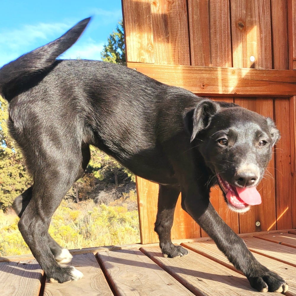 Boost, an adoptable Terrier, Labrador Retriever in Bend, OR, 97701 | Photo Image 2