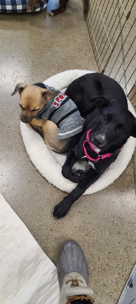 Turbo, an adoptable Border Collie, Labrador Retriever in Bend, OR, 97701 | Photo Image 2