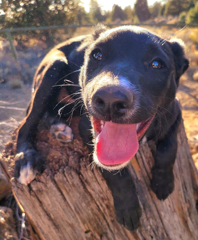 Boost, an adoptable Terrier, Labrador Retriever in Bend, OR, 97701 | Photo Image 3