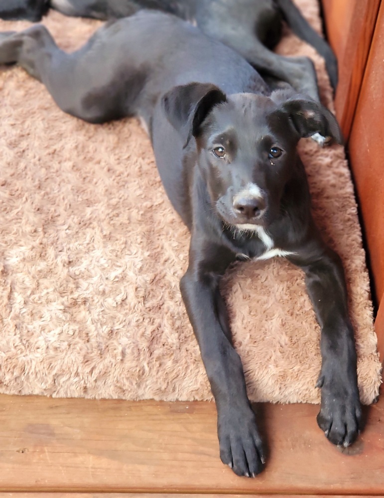 Boost, an adoptable Terrier, Labrador Retriever in Bend, OR, 97701 | Photo Image 4