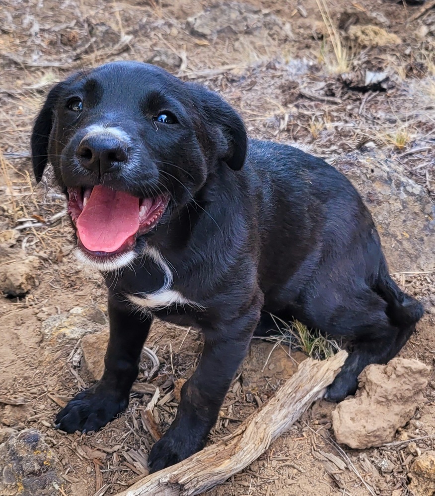 Boost, an adoptable Terrier, Labrador Retriever in Bend, OR, 97701 | Photo Image 5