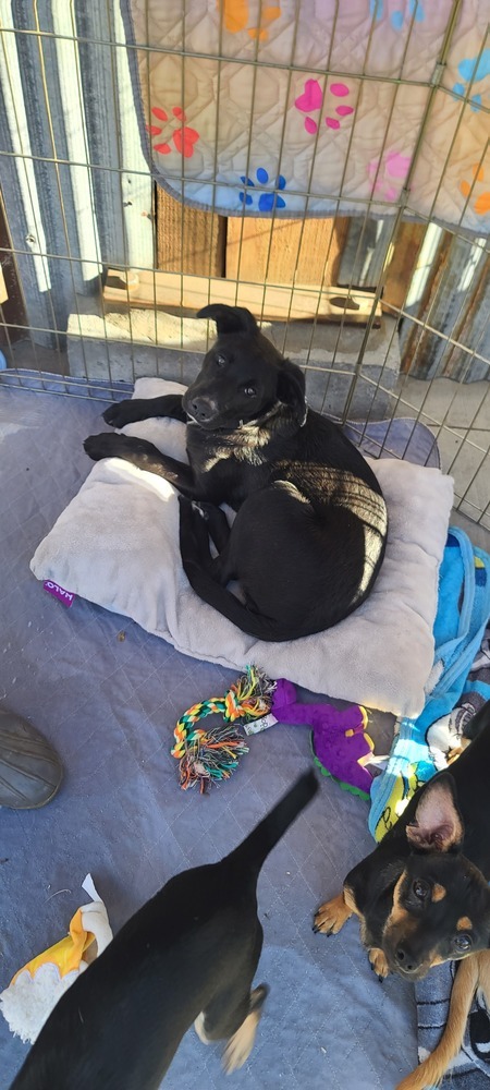 Turbo, an adoptable Border Collie, Labrador Retriever in Bend, OR, 97701 | Photo Image 5