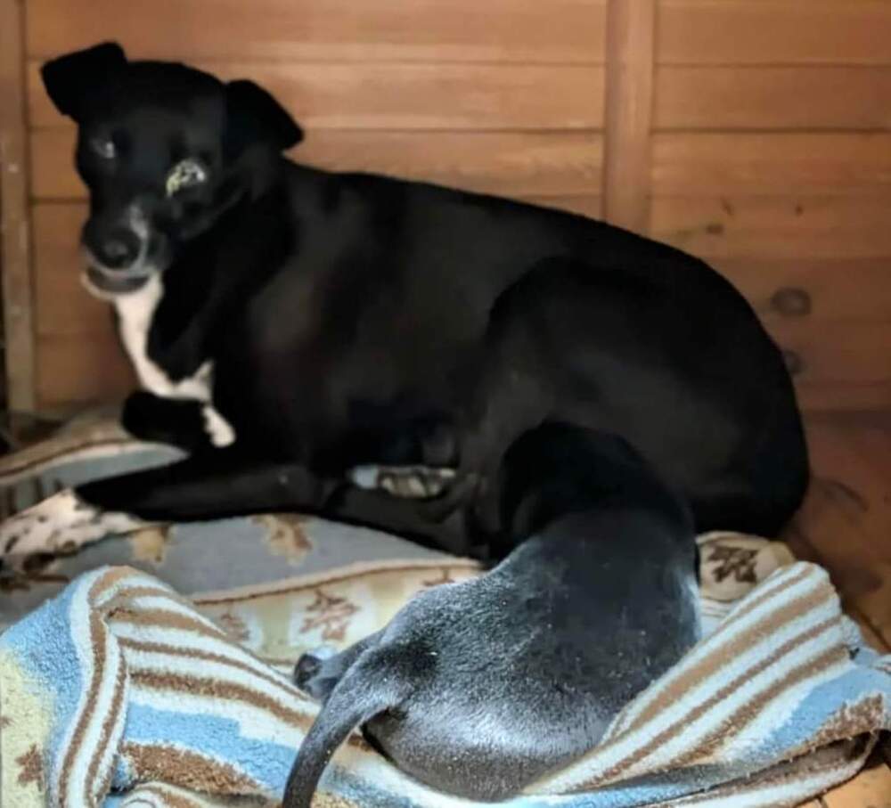 Boost, an adoptable Terrier, Labrador Retriever in Bend, OR, 97701 | Photo Image 6