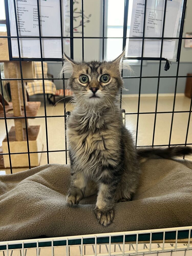 Amara, an adoptable Domestic Medium Hair in McPherson, KS, 67460 | Photo Image 1