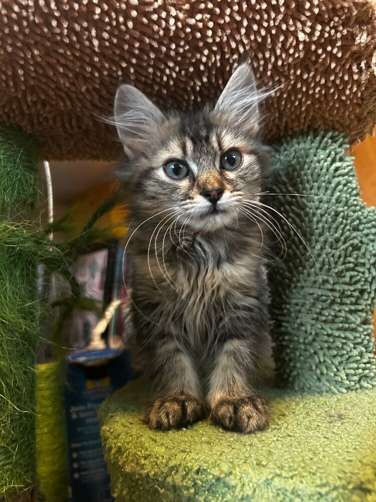 Amara, an adoptable Domestic Medium Hair in McPherson, KS, 67460 | Photo Image 2