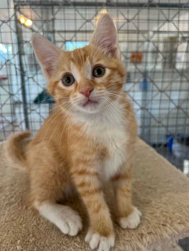 Snickerdoodle, an adoptable Domestic Short Hair in McPherson, KS, 67460 | Photo Image 1