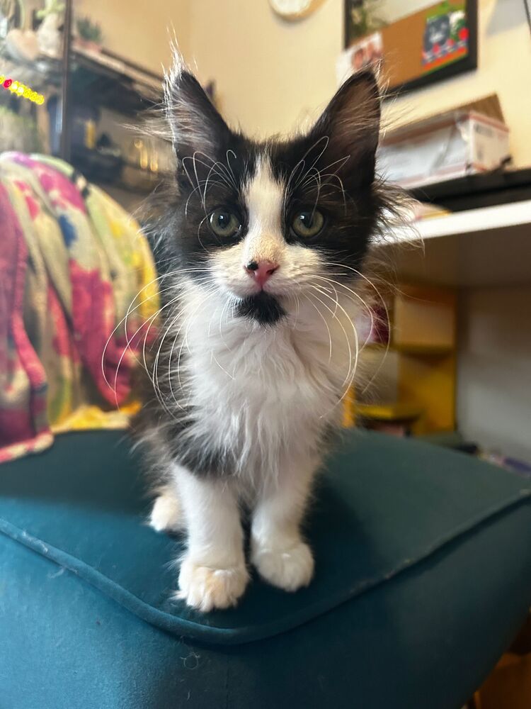 Cassie, an adoptable Domestic Medium Hair in McPherson, KS, 67460 | Photo Image 1