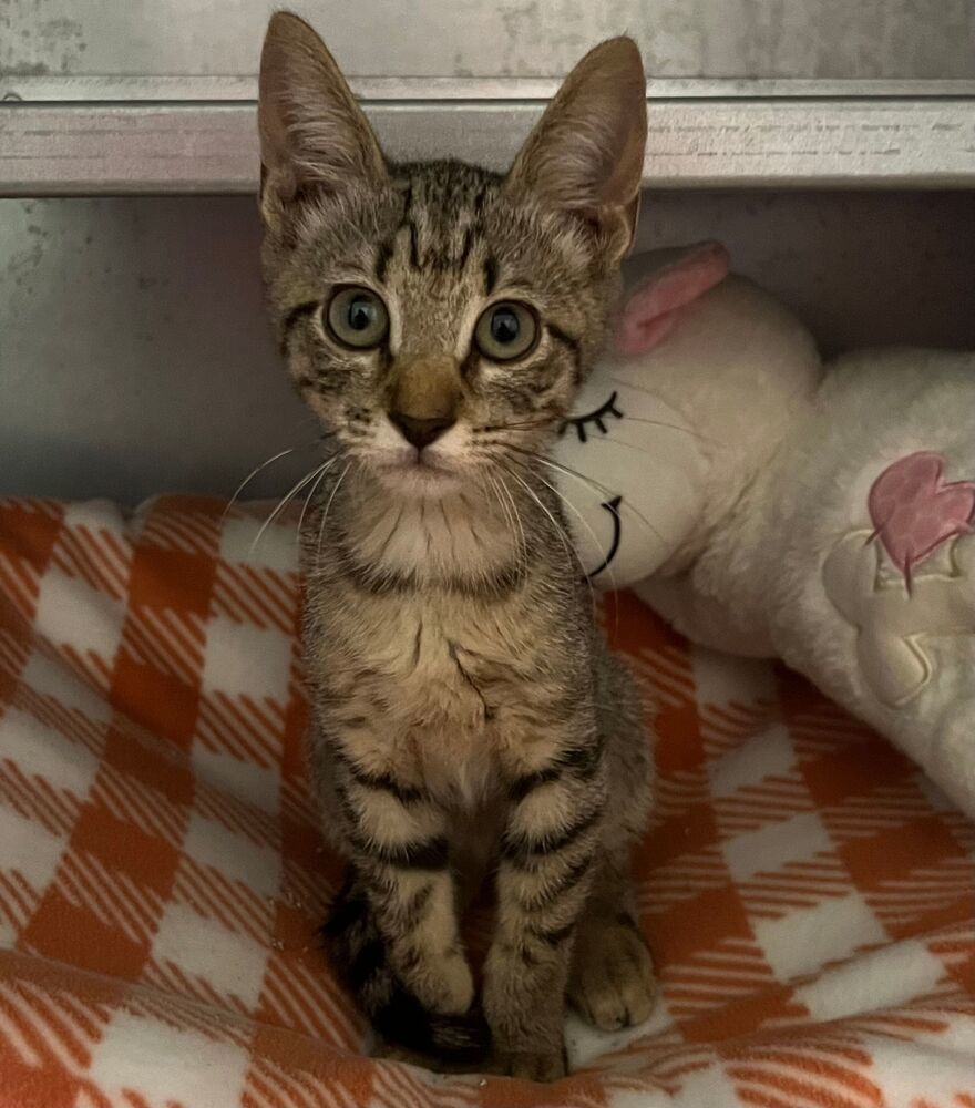 Tabby, an adoptable Domestic Short Hair in McPherson, KS, 67460 | Photo Image 1