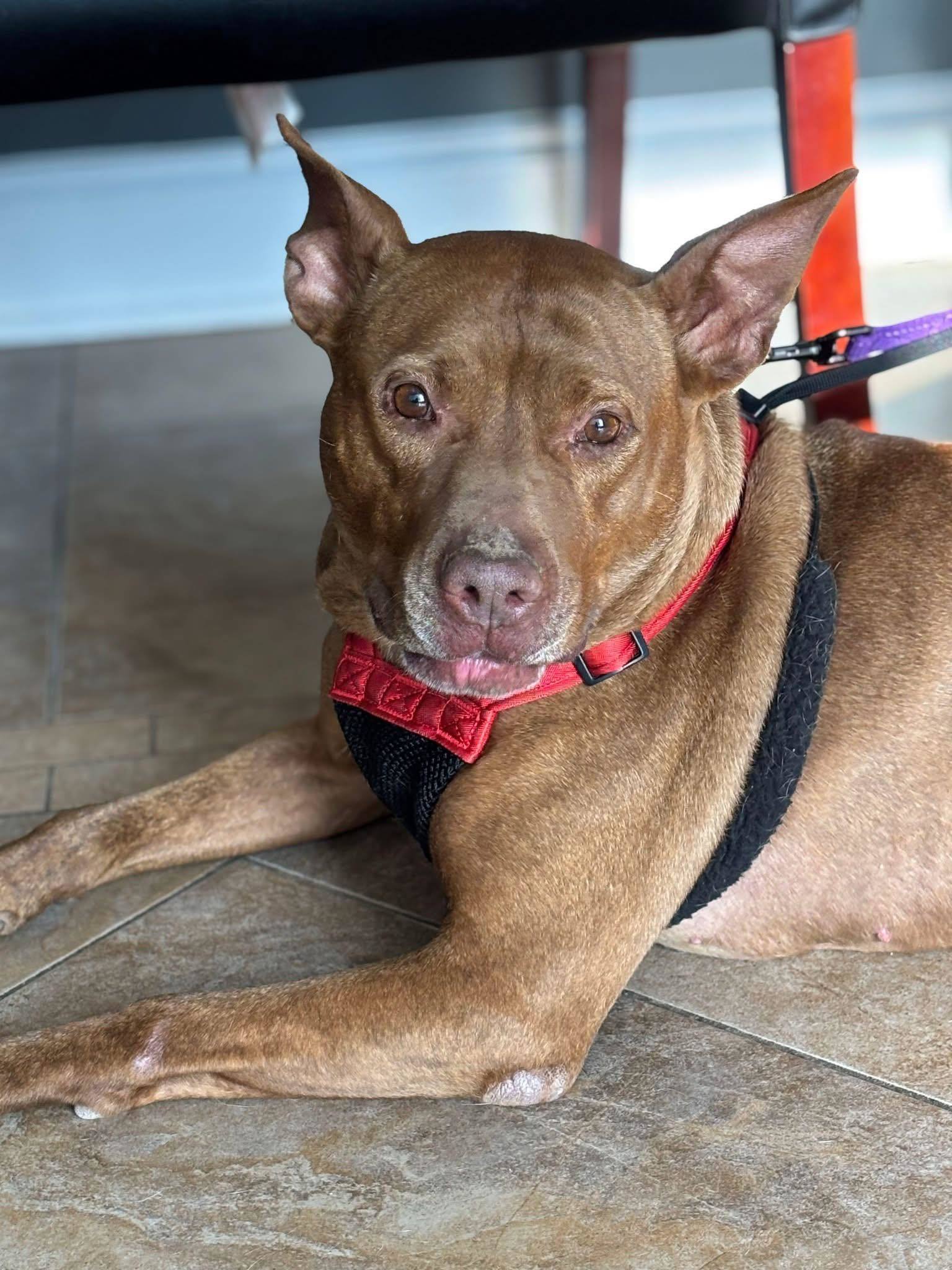 Stitch, an adoptable Pit Bull Terrier, Staffordshire Bull Terrier in Fuquay Varina, NC, 27526 | Photo Image 3