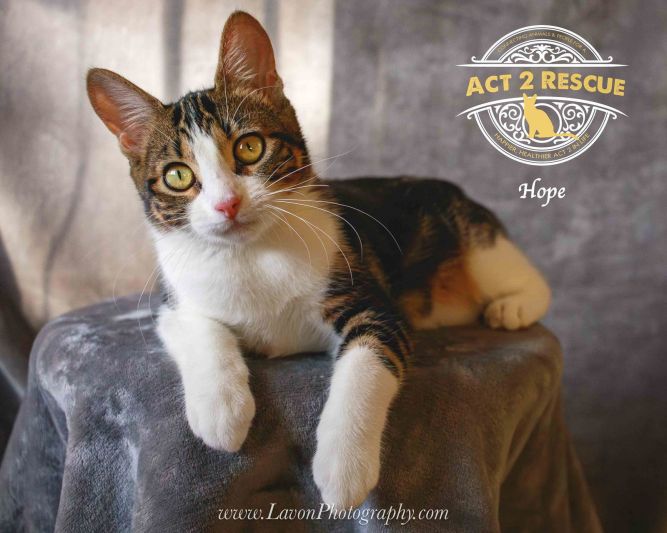 Hope (Purrcy)
