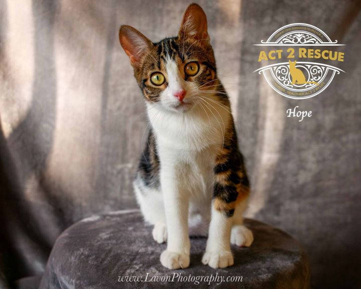 Hope (Purrcy) 2