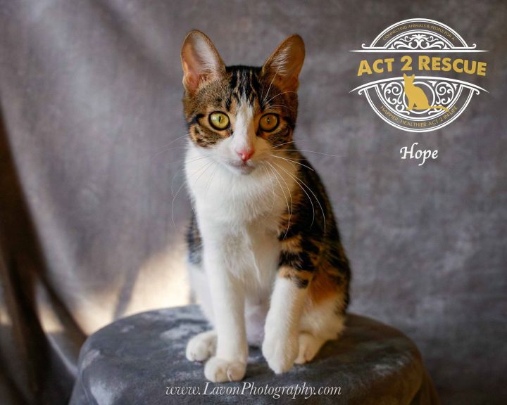 Hope (Purrcy) 3