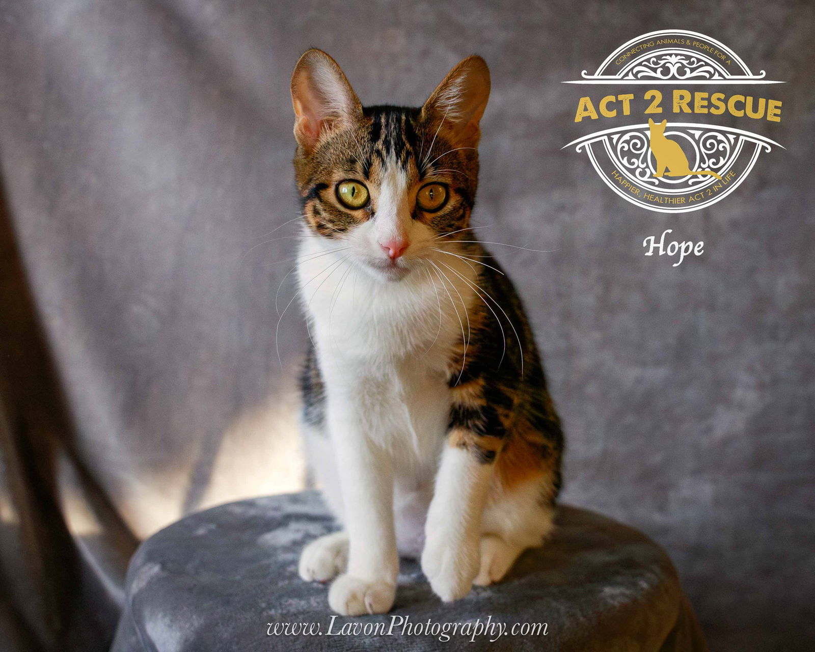 Hope (Purrcy)