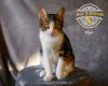 Hope (Purrcy) photo 3