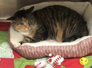 Scarlett, Adult Female Domestic Short Hair