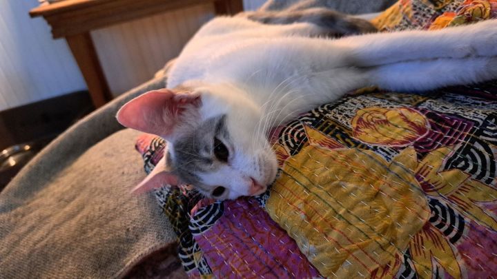 Rominet aka Rascal 1