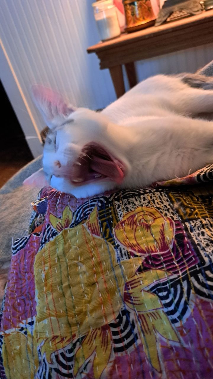 Rominet aka Rascal 3