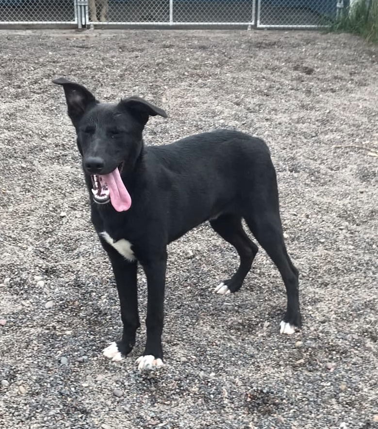 Jack, an adoptable German Shepherd Dog in Webster, WI, 54893 | Photo Image 1